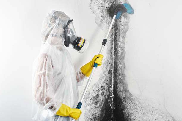 Best Emergency Mold Remediation  in Sheridan, AR