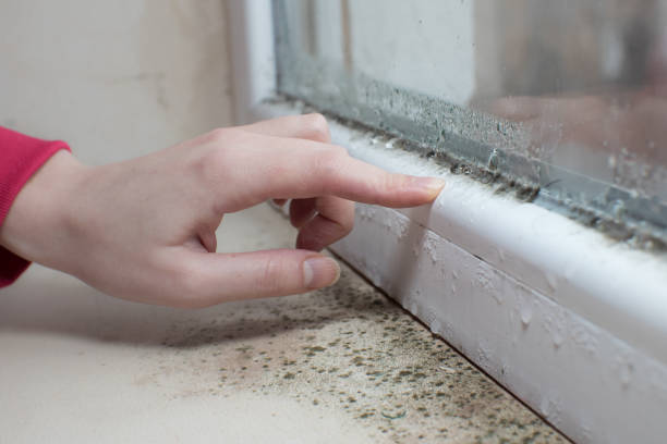 Best Attic Mold Removal  in Sheridan, AR