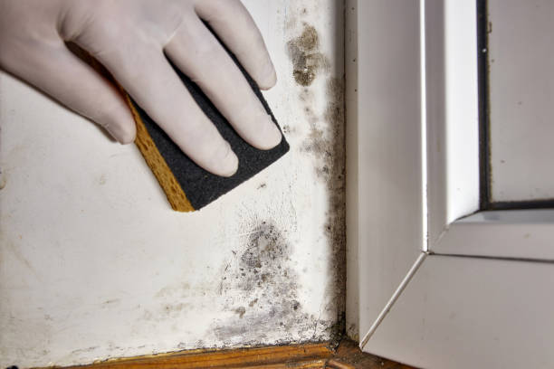 Best Asbestos and Lead Testing During Mold Inspection  in Sheridan, AR